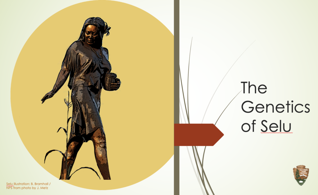 The Genetics of Selu title slide with an illustration of Selu walking beside corn stalks and carrying a basket.