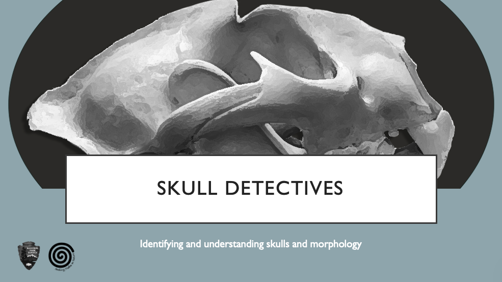 Skull Detectives title slide with an illustration of an animal skull and the subtitle “Identifying and understanding skulls and morphology.”